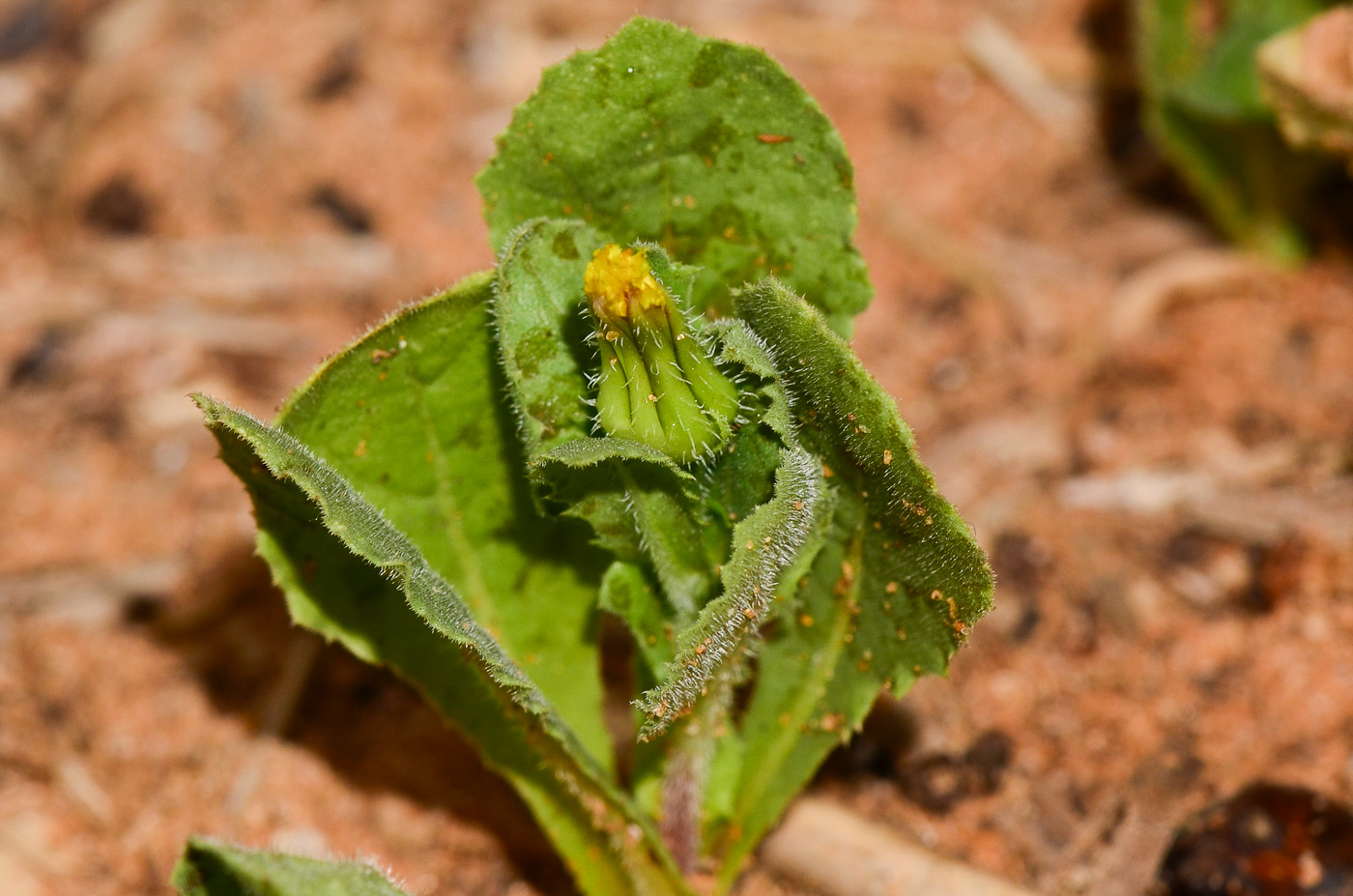 Изображение особи Urospermum picroides.