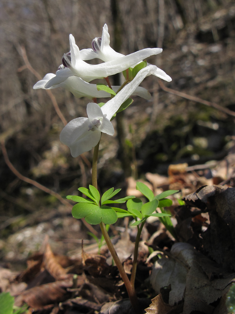 Изображение особи Corydalis caucasica.