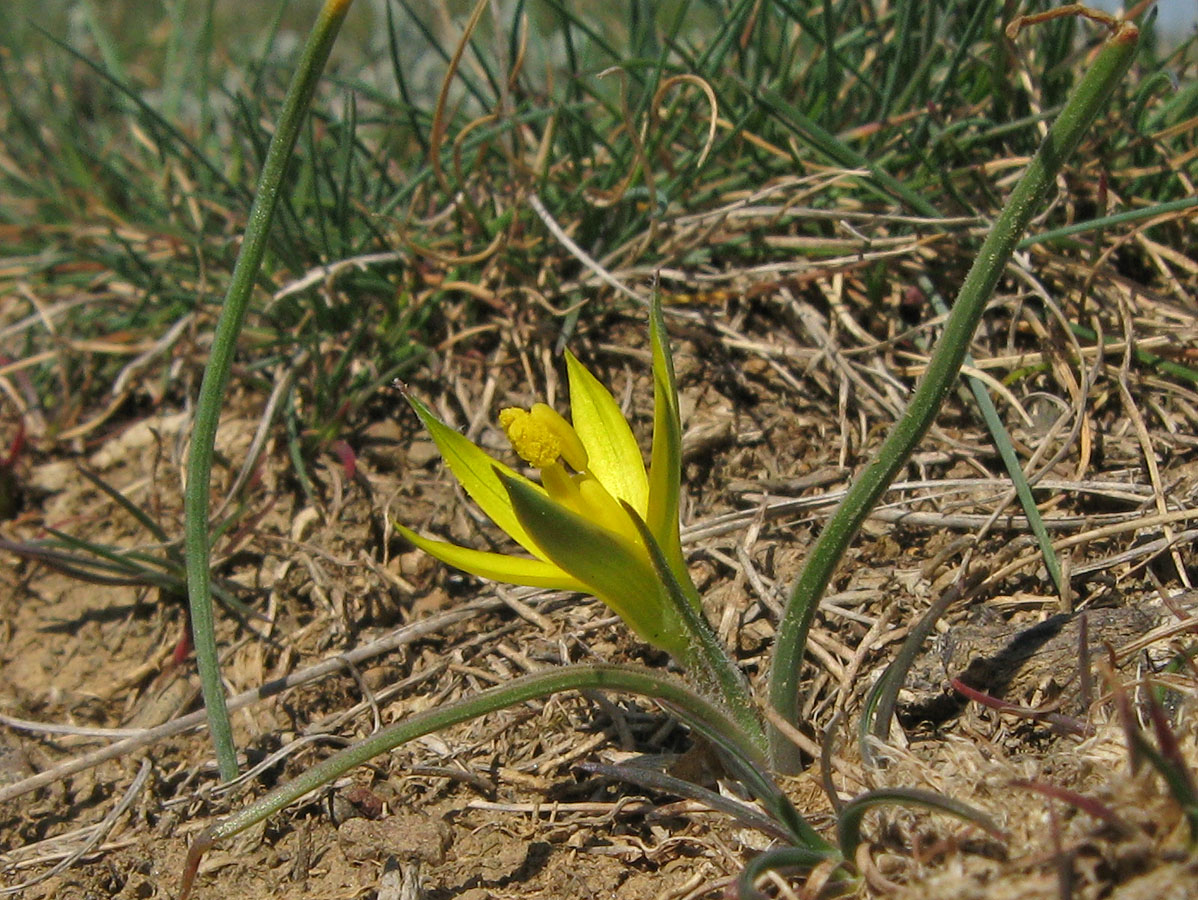 Image of genus Gagea specimen.
