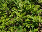 Anemone sylvestris