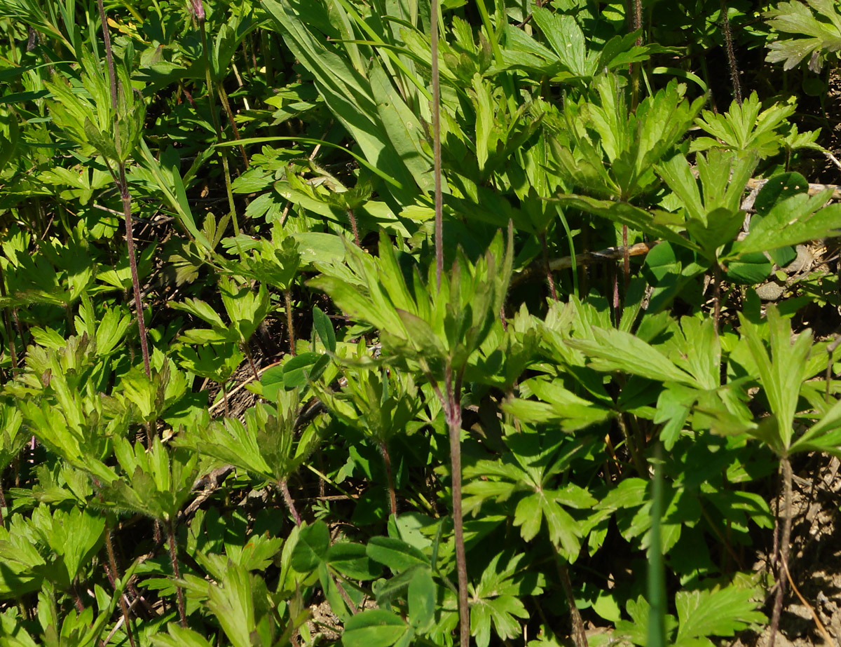 Image of Anemone sylvestris specimen.
