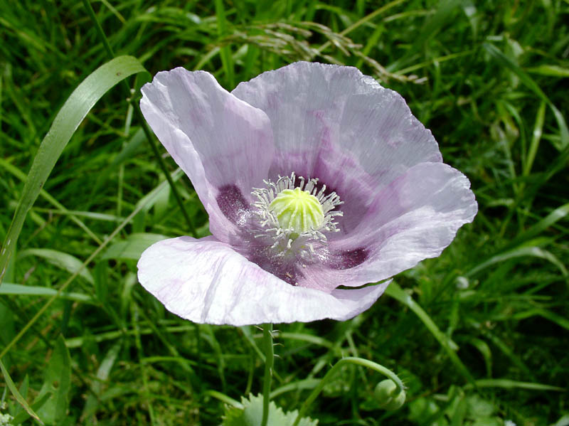 Изображение особи Papaver somniferum.