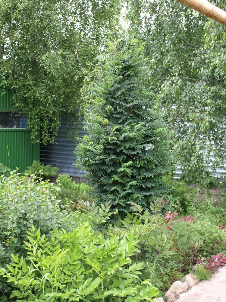 Image of Sorbus aucuparia specimen.