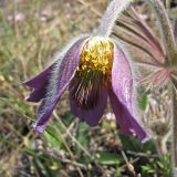 Pulsatilla ucrainica