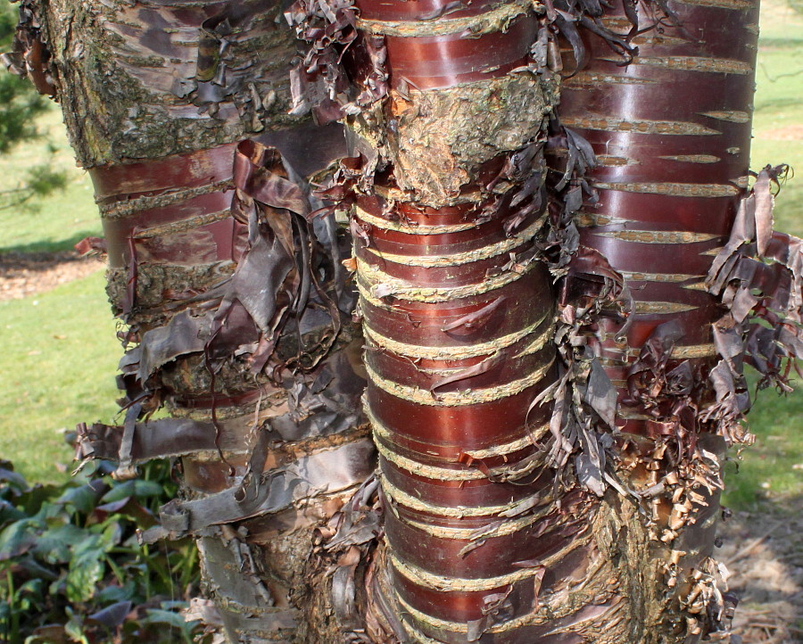 Изображение особи Prunus serrula.