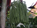 Caryota mitis