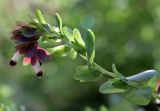 Cerinthe retorta