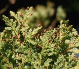 Austrocedrus chilensis. Ветка с микростробилами. Германия, г. Дюссельдорф, Ботанический сад университета. 04.05.2014.
