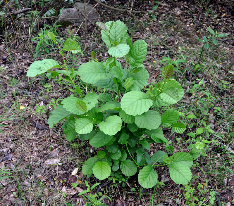 Image of Alnus glutinosa specimen.