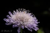 Knautia arvensis. Соцветие. Молдова, Каларашский р-н, лес возле с. Бравичи. 25.06.2014.