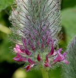 Trifolium rubens