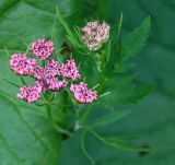 Chaerophyllum rubellum. Соцветие. Адыгея, Кавказский биосферный заповедник, долина р. Киша, субальпика, 1820 м н.у.м. 03.07.2014.