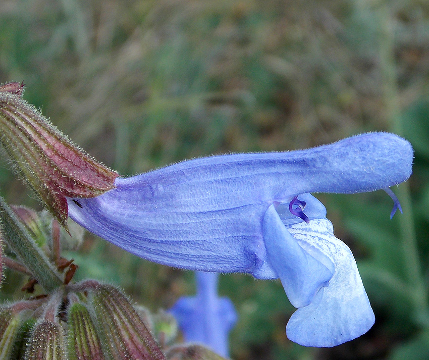Image of Salvia ringens specimen.