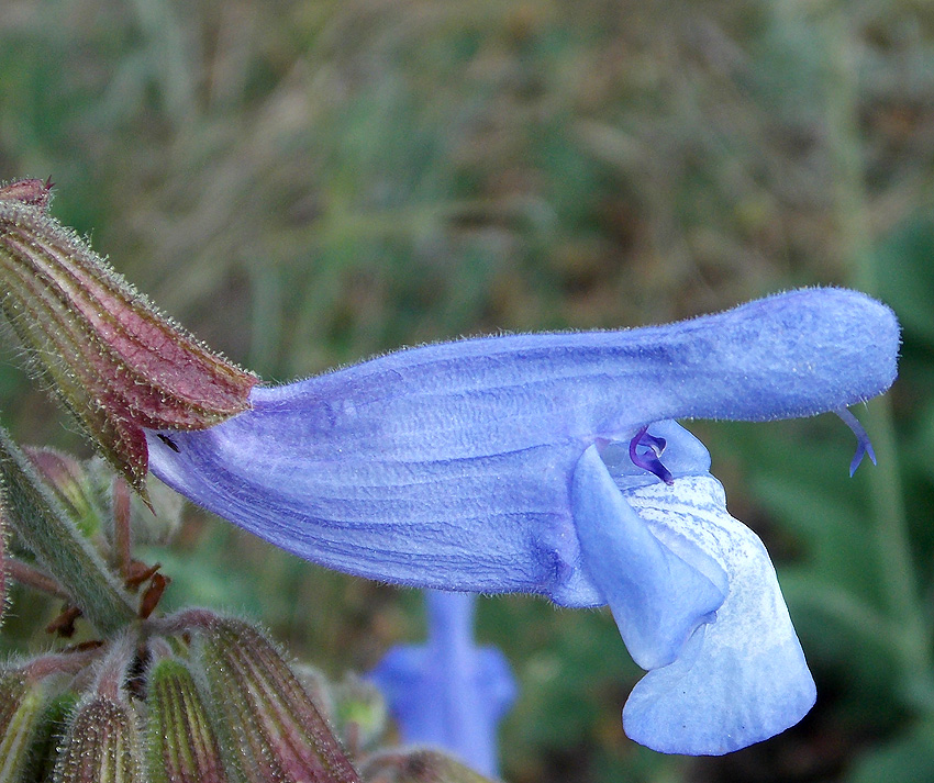 Изображение особи Salvia ringens.