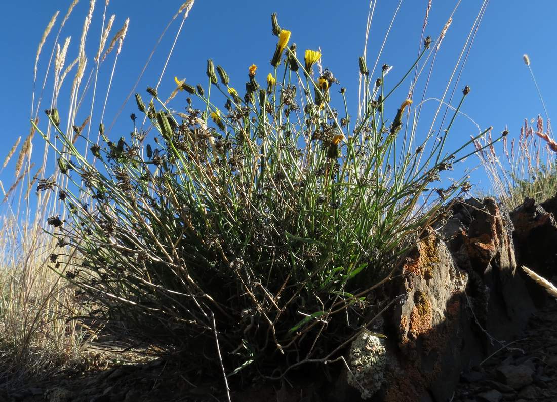 Image of Youngia akagii specimen.