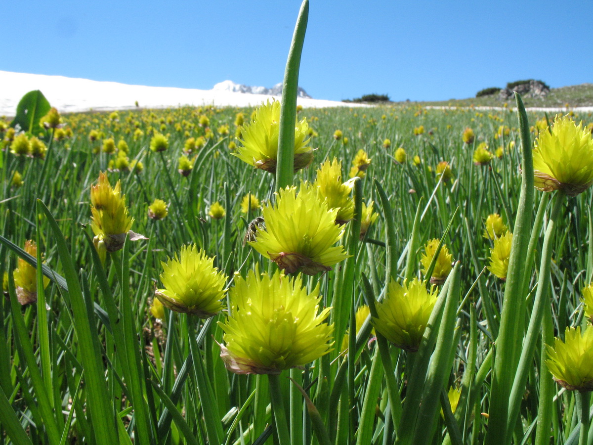 Image of Allium fedtschenkoanum specimen.