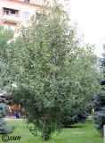 genus Malus
