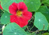 Tropaeolum majus