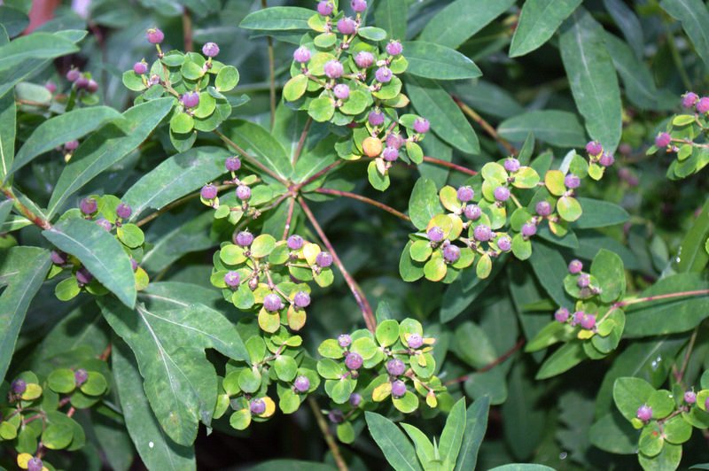 Image of Euphorbia carpatica specimen.