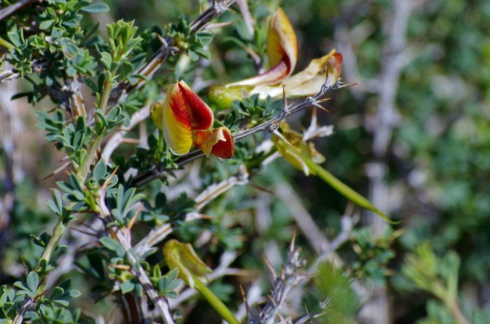 Image of Caragana kirghisorum specimen.