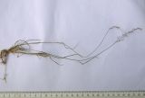Agrostis clavata
