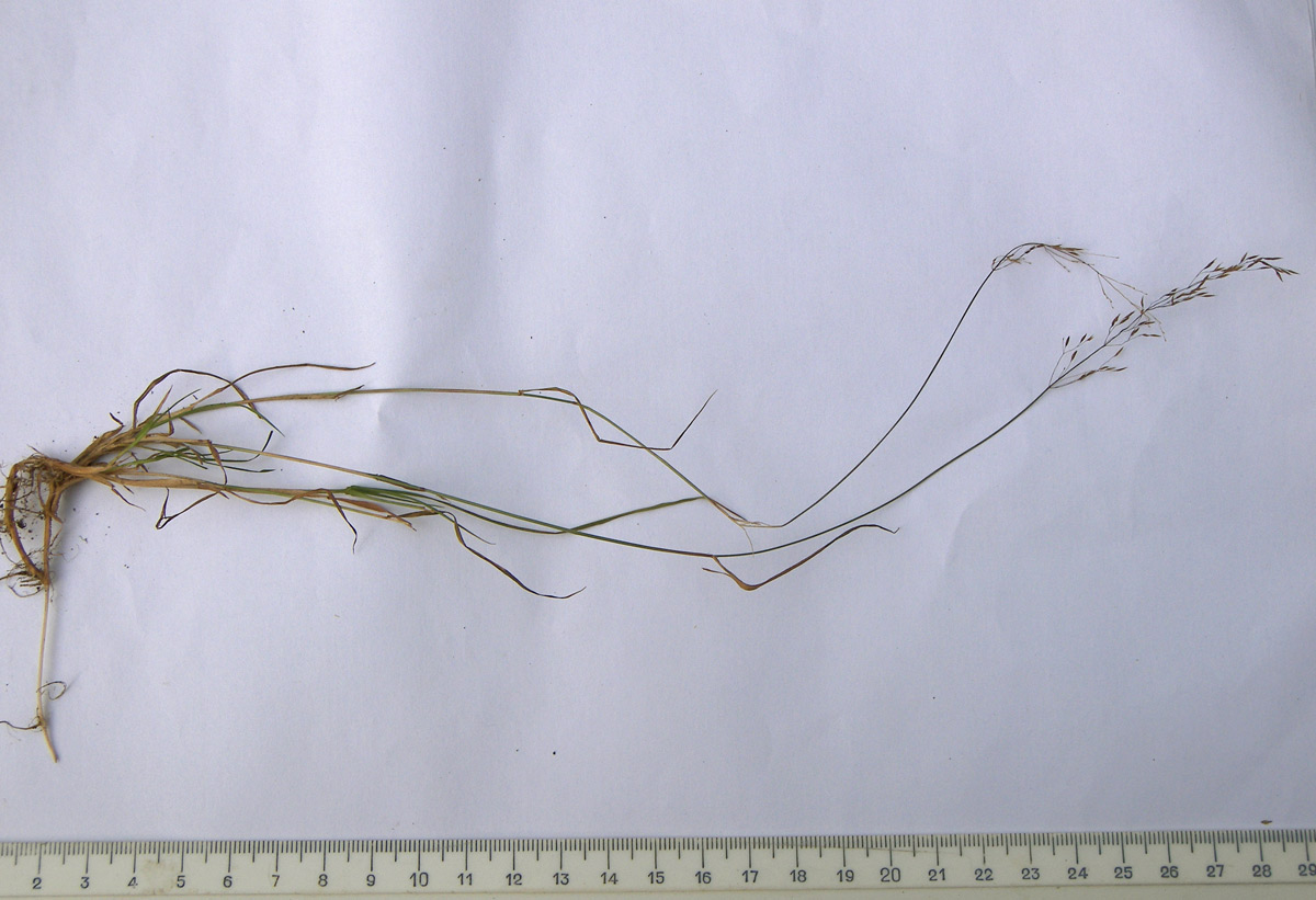 Image of Agrostis clavata specimen.