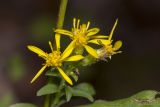 Solidago virgaurea. Соцветия. Саратов, Кумысная поляна. 06.09.2014.