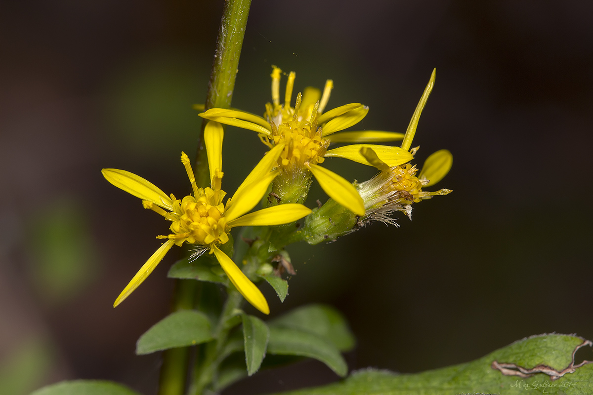 Изображение особи Solidago virgaurea.