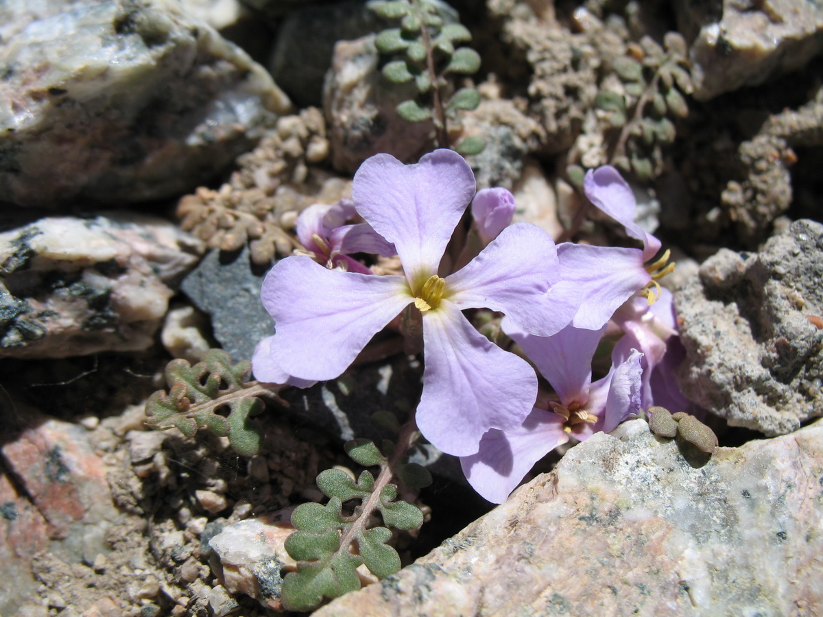 Image of Chorispora bungeana specimen.