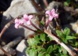 Putoria calabrica