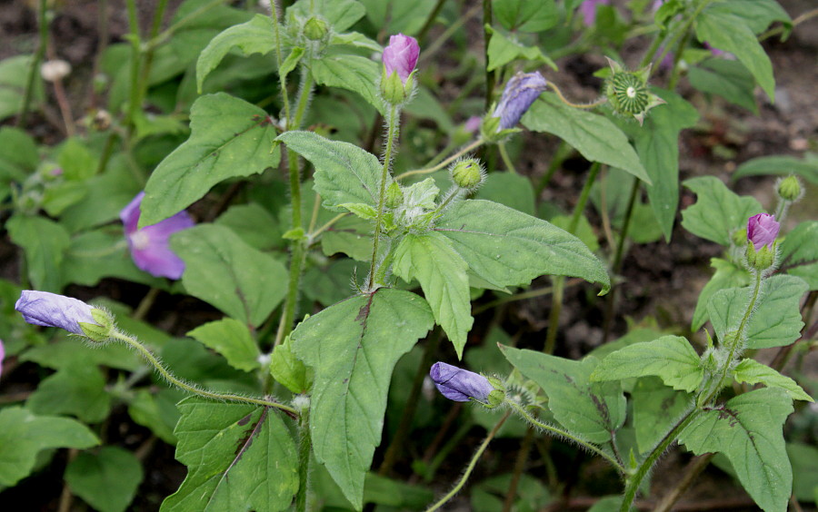 Image of Anoda cristata specimen.