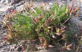 Oxytropis sordida