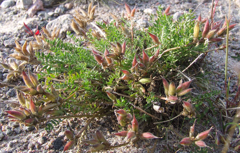 Image of Oxytropis sordida specimen.