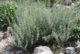 Artemisia persica