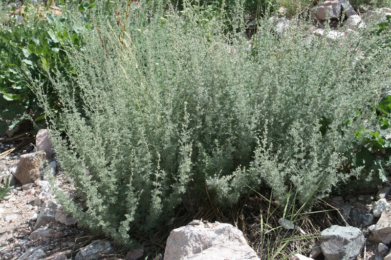 Изображение особи Artemisia persica.