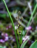 Scheuchzeria palustris