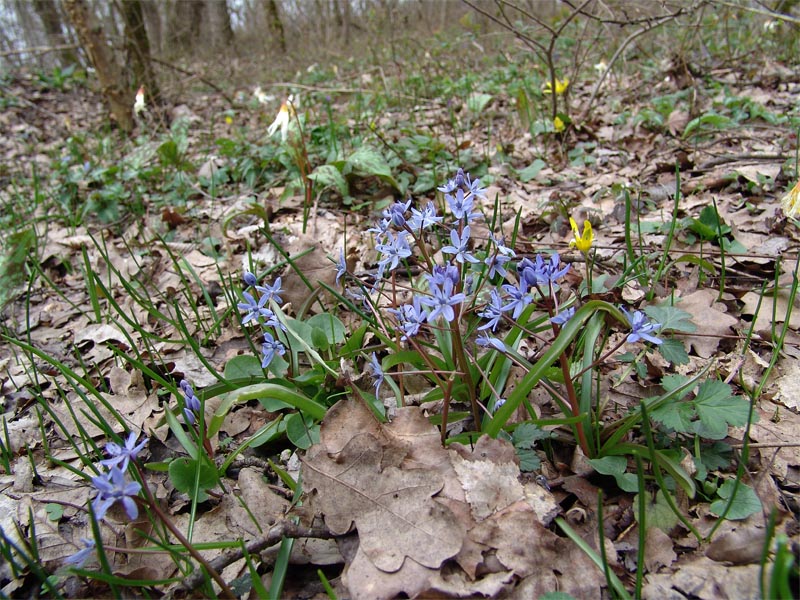 Изображение особи Scilla bifolia.