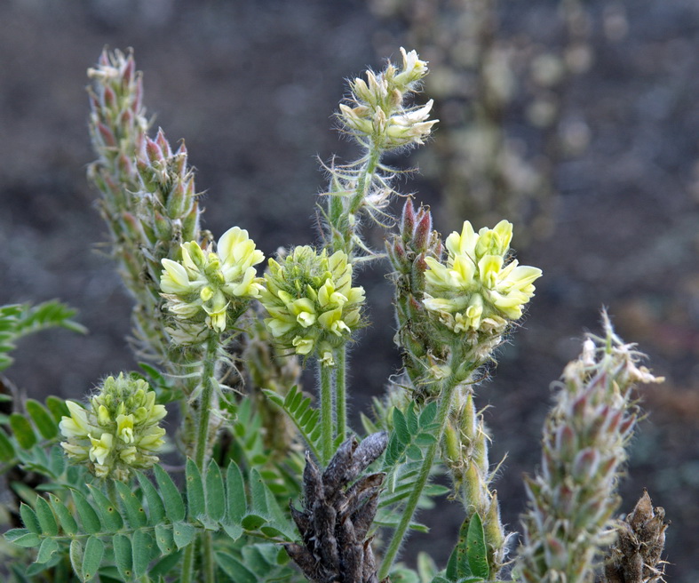 Изображение особи Oxytropis pilosa.