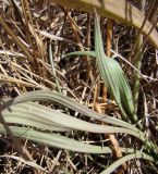 Scorzonera parviflora. Розетка листьев. Краснодарский край, Кущёвский р-н, станица Шкуринская, сазовая степь. 01.10.2009.