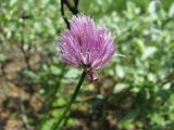 Allium schoenoprasum. Верхушка побега с соцветием. Иркутская обл., Бодайбинский р-н, руч. Каменный, низкая пойма. 7.07.2008.