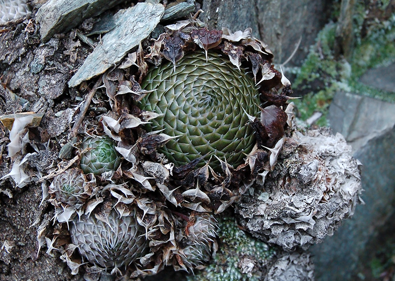 Image of Orostachys spinosa specimen.