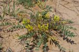 Astragalus altaicola