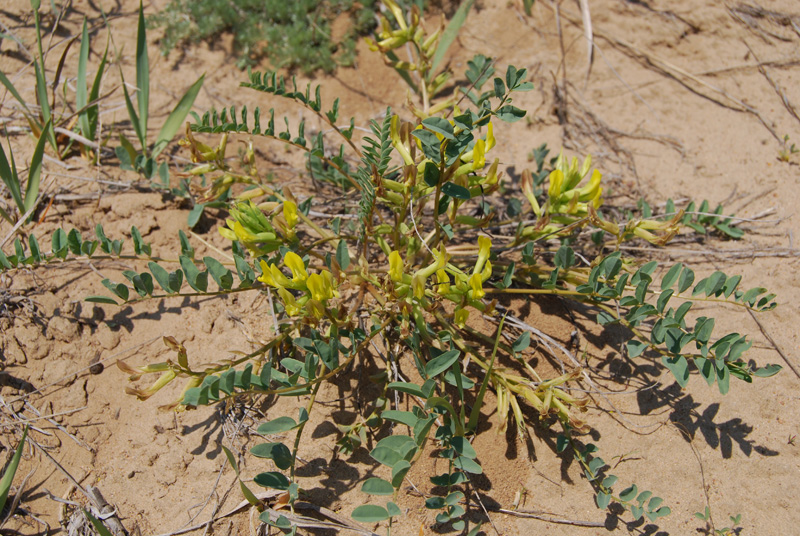 Изображение особи Astragalus altaicola.