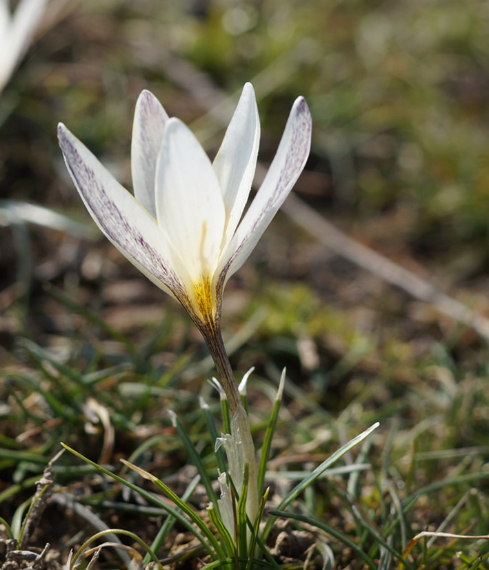 Image of Crocus alatavicus specimen.