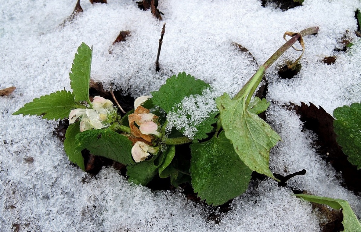 Image of Lamium album specimen.