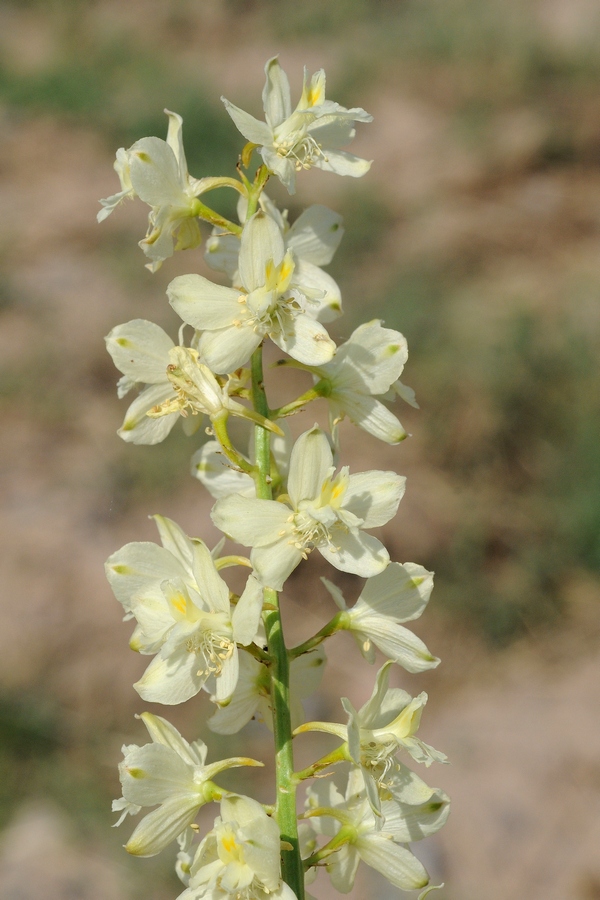 Изображение особи Delphinium semibarbatum.