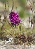 Pedicularis verticillata. Цветущее растение. Мурманская обл., Кольский р-н, окр. пос. Дальние Зеленцы, побережье губы Порчниха, луговинка на россыпи камней. 21.06.2015.