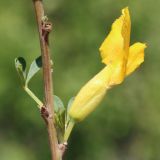 Chamaecytisus ruthenicus. Часть побега и цветок. Ростовская обл., Неклиновский р-н, Большенеклиновское с/п, дол. р. Сарматская, на склоне. 21.05.2015.