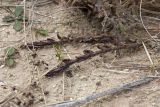 Teucrium scordium