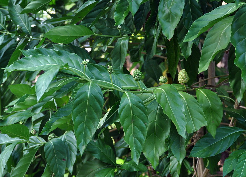 Image of Morinda citrifolia specimen.